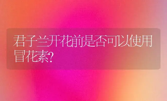 君子兰开花前是否可以使用冒花素？ | 绿植常识