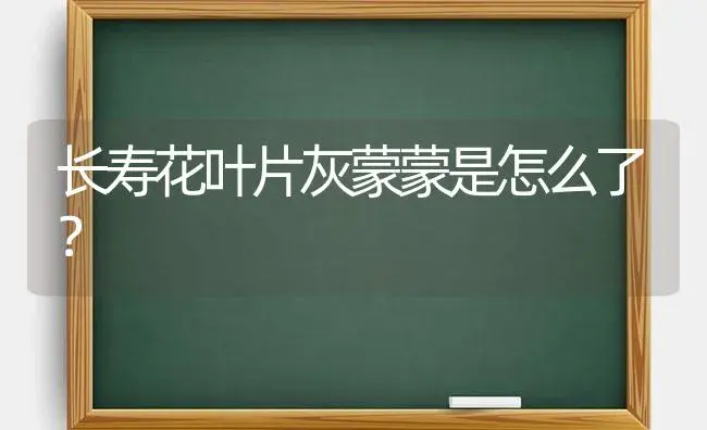 长寿花叶片灰蒙蒙是怎么了？ | 多肉养殖