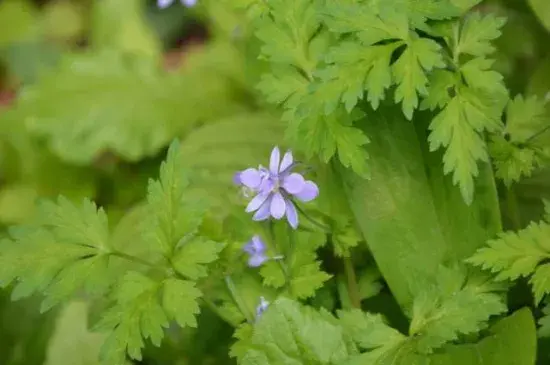 还亮草的花语