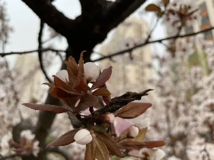 红叶李的花语是什么