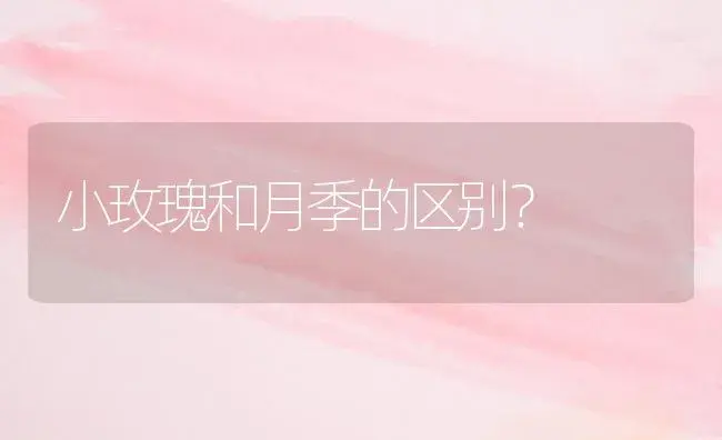 小玫瑰和月季的区别？ | 绿植常识