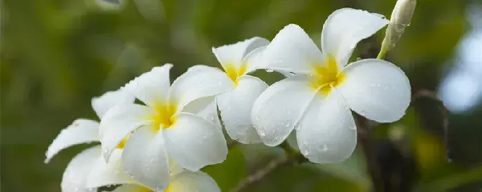 鸡蛋花的花语 鸡蛋花的花语是什么