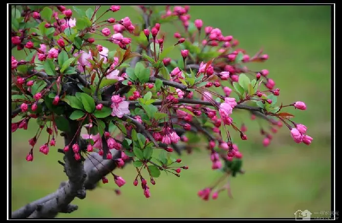 海棠花介绍  海棠花传说和花语有哪些？