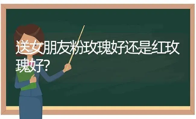 送女朋友粉玫瑰好还是红玫瑰好？ | 绿植常识