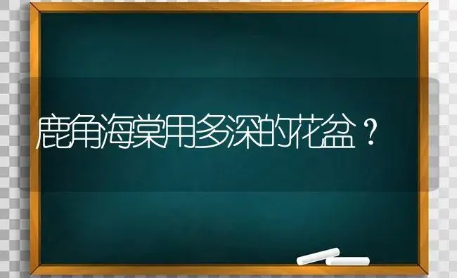 鹿角海棠用多深的花盆？ | 多肉养殖