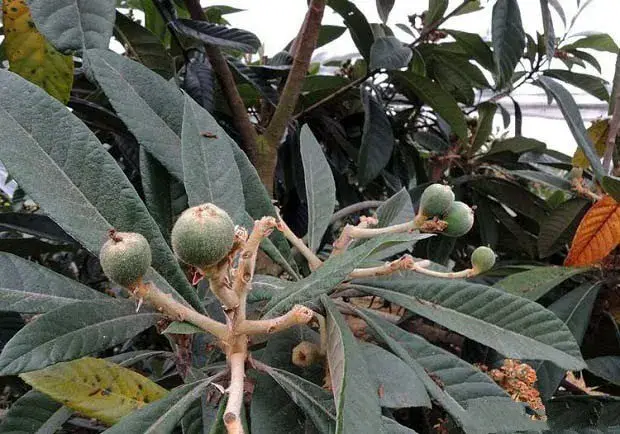 大棚栽培枇杷如何调节温度？