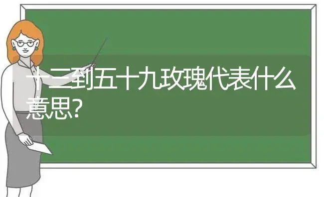 十三到五十九玫瑰代表什么意思？ | 绿植常识