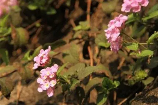 五色梅的花语是什么，代表着开朗活泼的意思