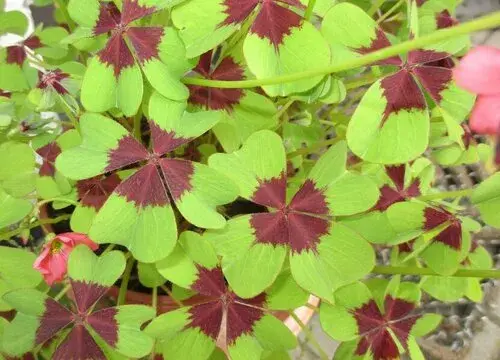 表示好运的花 花语是好运的花有哪些？