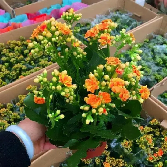 12月长寿花几天浇水？