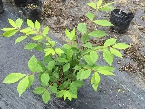 花卉果蔬盆景 | 火焰卫矛盆景栽培技术