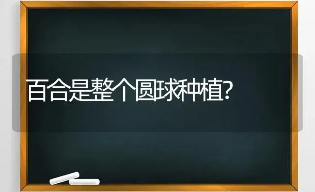 百合是整个圆球种植？ | 绿植常识