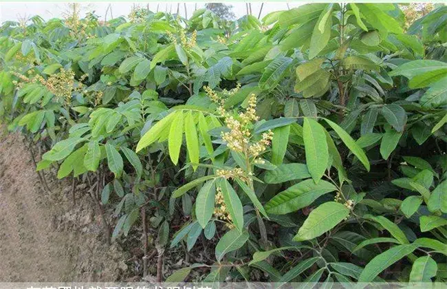 怎样避免龙眼大小年结果