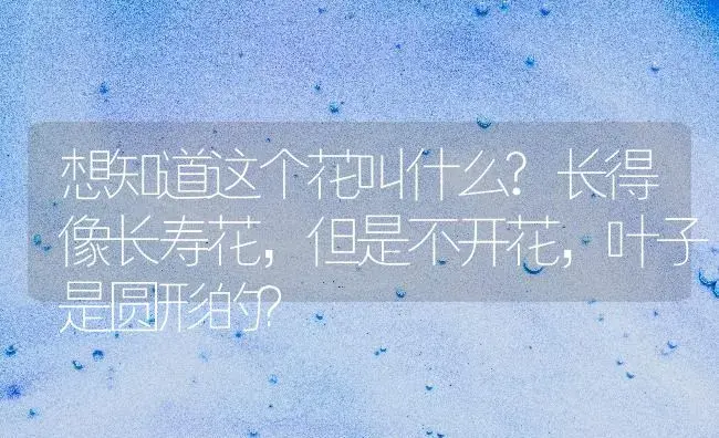 想知道这个花叫什么?长得像长寿花,但是不开花,叶子是圆形的？ | 多肉养殖