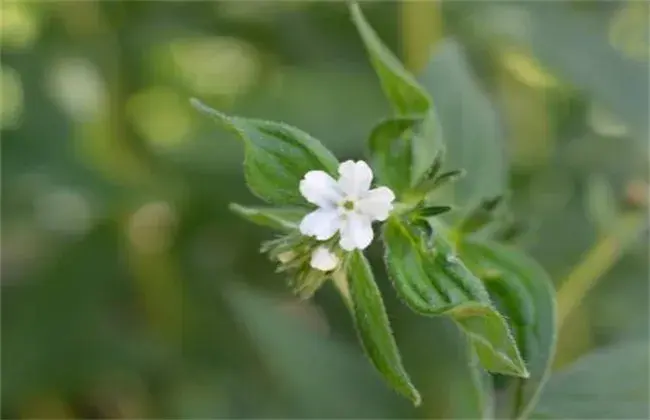 紫草种植管理要点