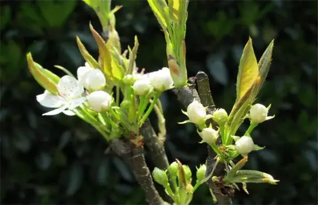 梨树反季节开花的 因素及预防办法