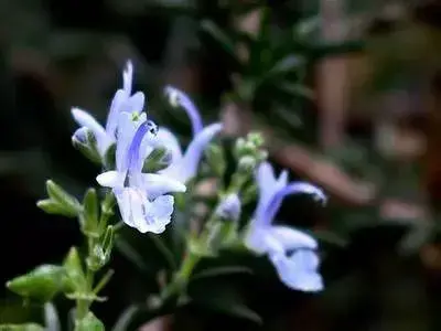 各种花的花语有哪些？