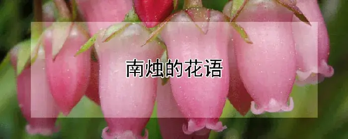 南烛的花语