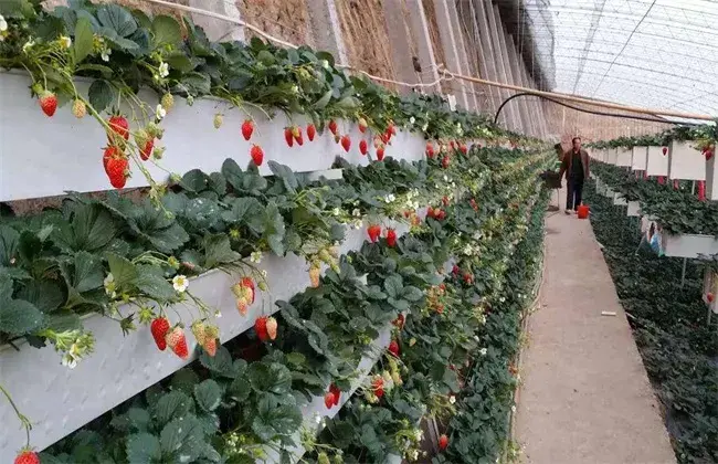 草莓的无土种植技术