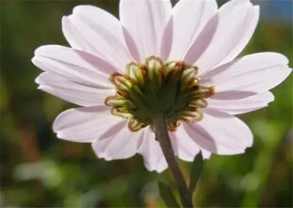 白色翠菊的花语和寓意 白色翠菊怎么养