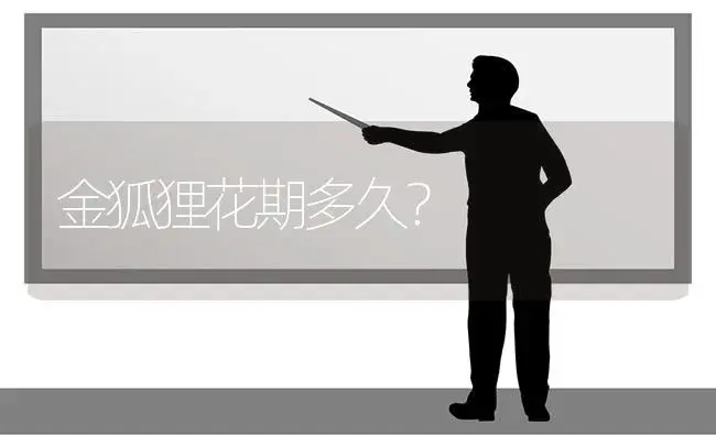 金狐狸花期多久？ | 多肉养殖