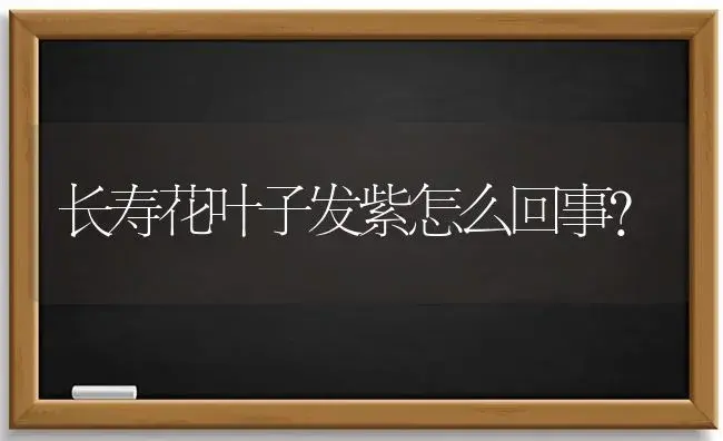 长寿花叶子发紫怎么回事？ | 多肉养殖