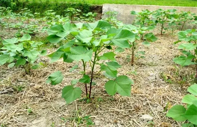 棉花播种后常见问题