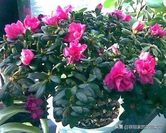 杜鹃花开花时怎样护理？