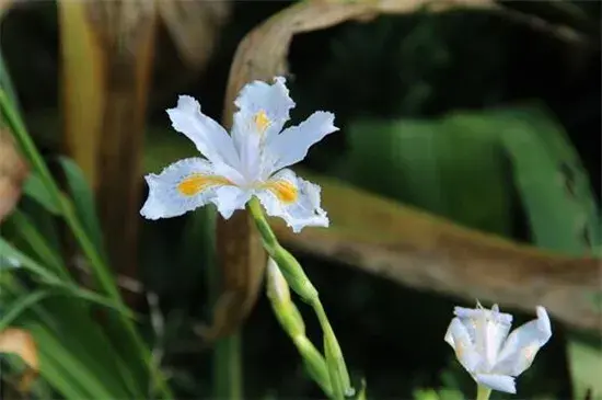 鸢尾花花语，鸢尾花适合养在室内吗