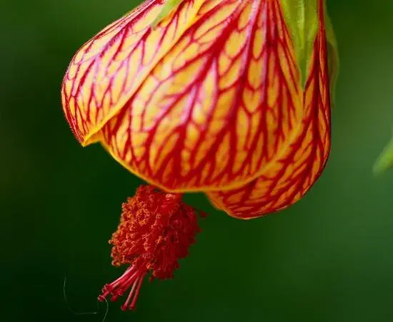 金铃花花语有哪些？