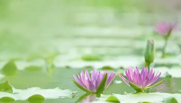 睡莲的花语和寓意 睡莲的花语和寓意是什么