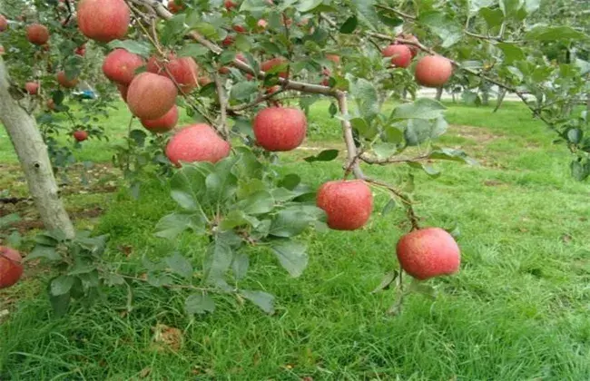 苹果园夏天管理技术要点