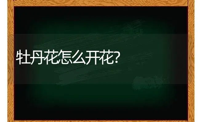 牡丹花怎么开花？ | 绿植常识