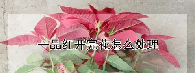 一品红开完花怎么处理