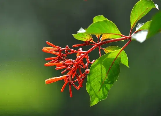 希茉莉花语有哪些？