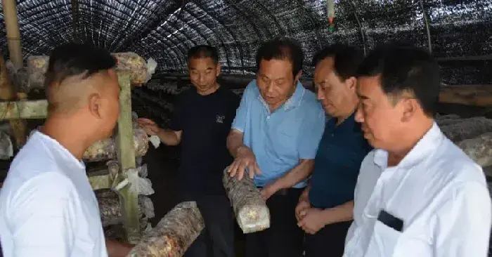 湖北随州曾都区：喜种香菇致富 售出好价钱