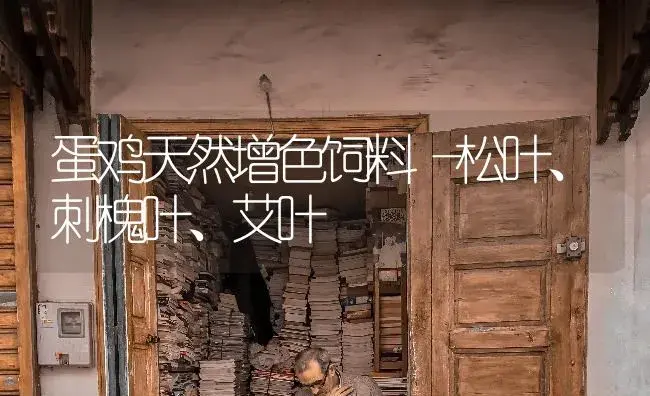 蛋鸡天然增色饲料―松叶、刺槐叶、艾叶 | 特种种植