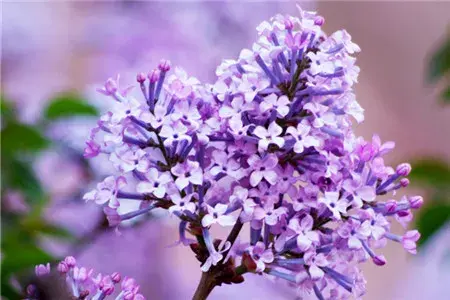 紫色丁香花的花语有哪些？
