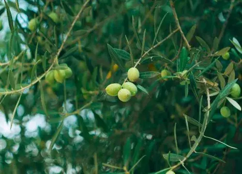 表示和平的花 花语是和平的花