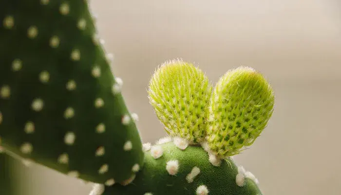 仙人掌花语象征与寓意