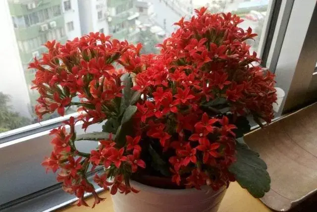 12月长寿花的养殖方法？