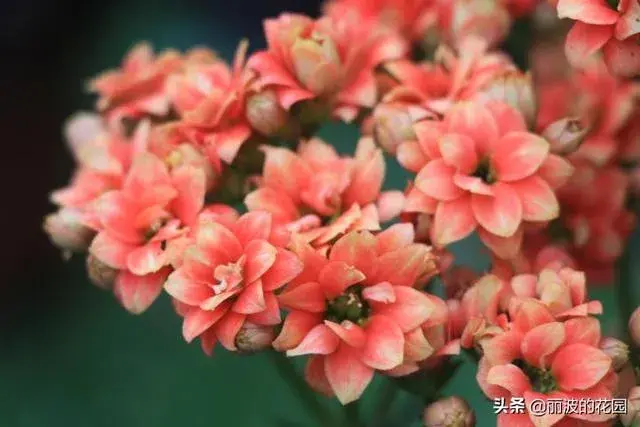 k41长寿花什么色？