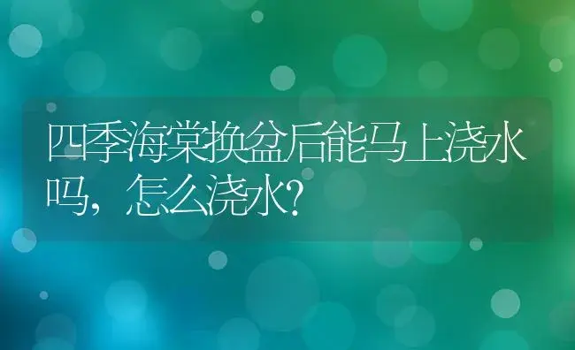 四季海棠换盆后能马上浇水吗，怎么浇水？ | 绿植常识