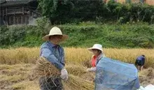 福建泰宁百亩高山生态红米稻喜获丰收