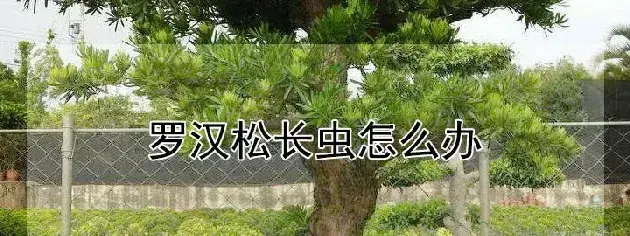 罗汉松长虫怎么办