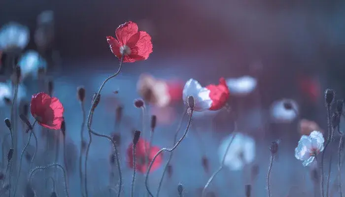 黄色虞美人花花语 黄色虞美人的花语是什么