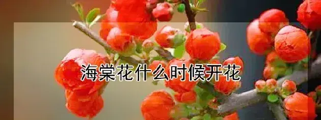 海棠花什么时候开花