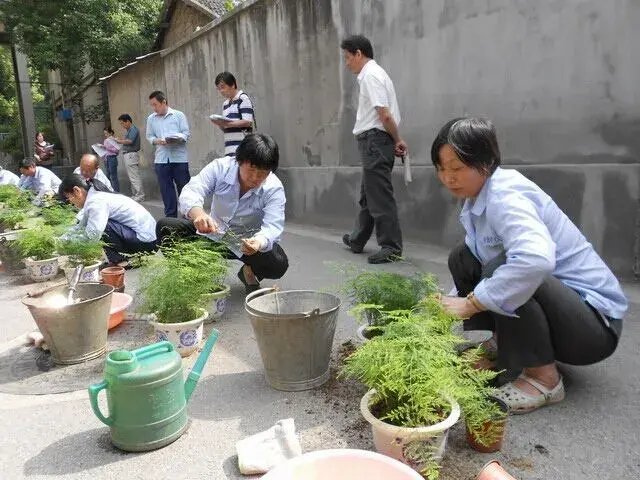 盆栽修剪 | 文竹的修剪整形方法