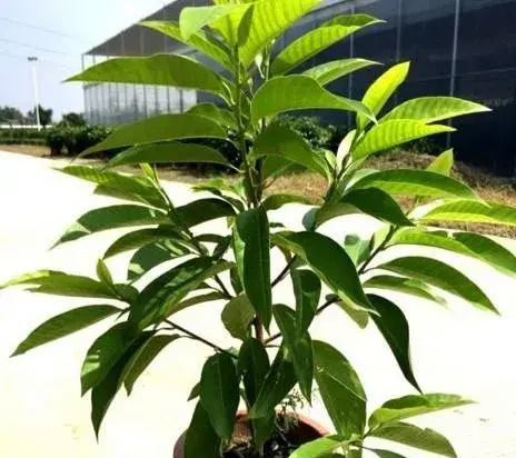 白兰花怎样换盆和施肥？