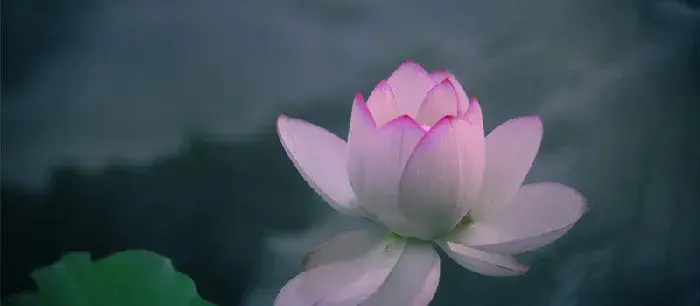 并蒂莲的花语